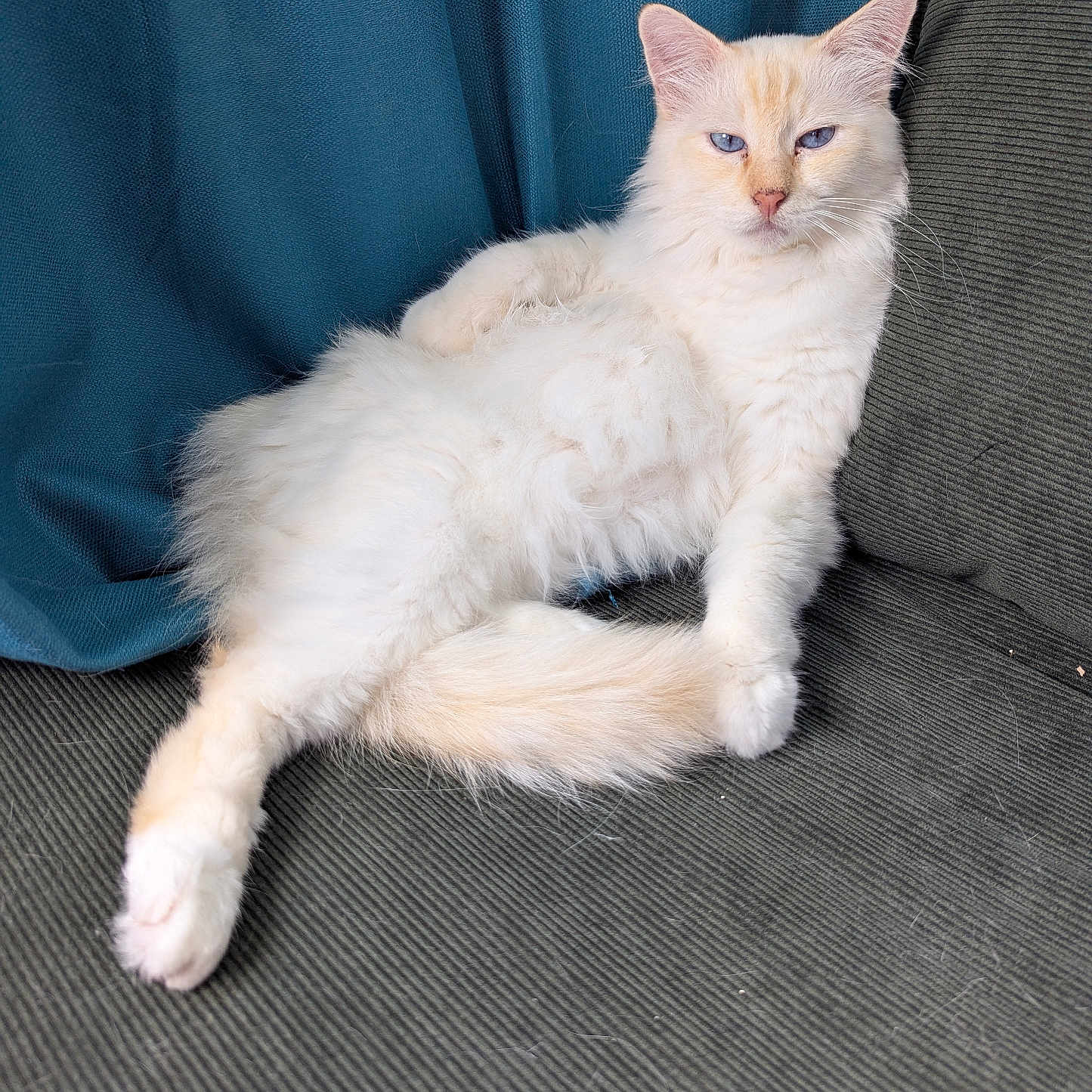 Milki participe au concours pour gagner de l'argent avec cette photo : blue_eyes, cat, couch, cream_colored, curtain, cute, domestic_animal, fabric, feline, fluffy, fur, home, indoor, lounging, paw, pet, relaxed, resting, tail, texture