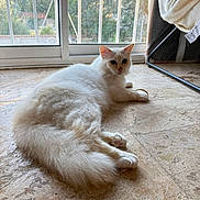 Milki participe au concours pour gagner de l'argent avec cette photo : animal, cat, curious, daylight, domestic_cat, feline, floor, fluffy, glass_door, home, indoor, metal_grill, natural_light, paw, pet, relaxed, stone_floor, tail, white_cat, window