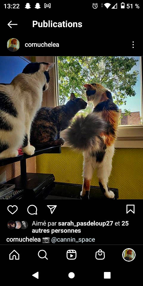 Oréo participe au concours pour gagner de l'argent avec cette photo : advertising, canidae, carnivore, cat, companion_dog, dog_breed, fawn, felidae, font, fur, light, mammal, photo_caption, sky, small_to_medium_sized_cats, sporting_group, tail, tree, whiskers, window