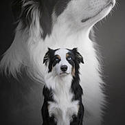 Véra a rejoint le concours — aidez-le/la à gagner de superbes lots ! animal, background, black_and_white, blue_eyes, calm, canine, closeup, dog, domestic_animal, ears, fluffy, fur, majestic, muzzle, pet, photography, portrait, side_profile, sitting, studio