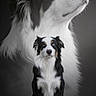 dog, portrait, black_and_white, sitting, studio, animal, fur, blue_eyes, background, canine, pet, domestic_animal, calm, fluffy, muzzle, ears, photography, side_profile, closeup, majestic