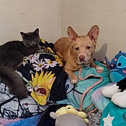 Nova joined the competition — help win amazing prizes! cat, dog, blanket, plush_toy, indoor, resting, gray_cat, light_tan_dog, pile, soft, cute, pet, fur, ears, animal, cozy, relaxed, stuffed_animal, bedroom, corner