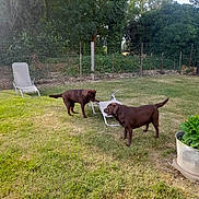 Alba a rejoint le concours — aidez-le/la à gagner de superbes lots ! dog, labrador, chocolate_labrador, grass, yard, lawn_chair, fence, outdoor, greenery, trees, plants, pet, canine, playful, animal, summer, sunlight, nature, two_dogs, backyard