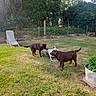 dog, labrador, chocolate_labrador, grass, yard, lawn_chair, fence, outdoor, greenery, trees, plants, pet, canine, playful, animal, summer, sunlight, nature, two_dogs, backyard