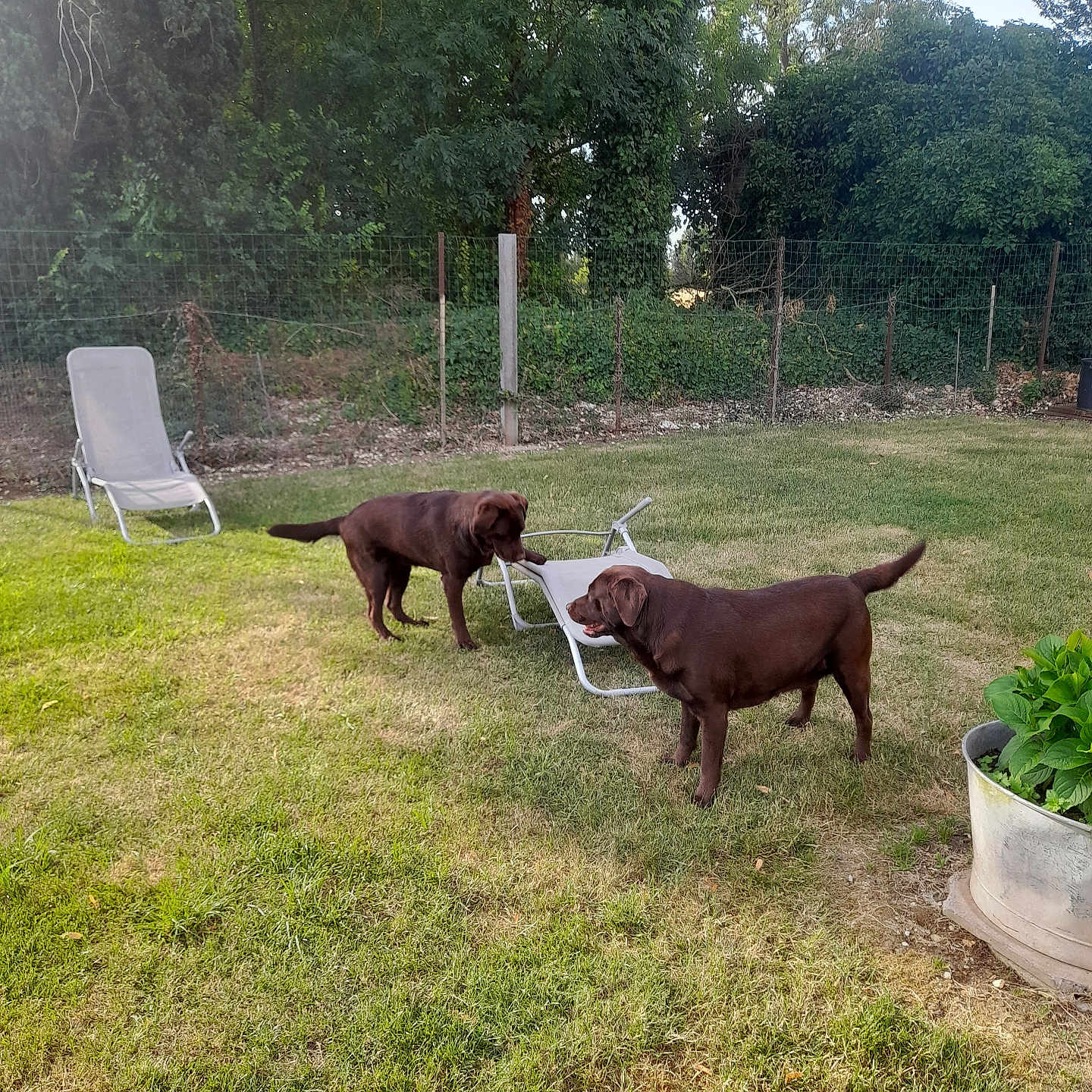 Alba a rejoint le concours — aidez-le/la à gagner de superbes lots ! dog, labrador, chocolate_labrador, grass, yard, lawn_chair, fence, outdoor, greenery, trees, plants, pet, canine, playful, animal, summer, sunlight, nature, two_dogs, backyard