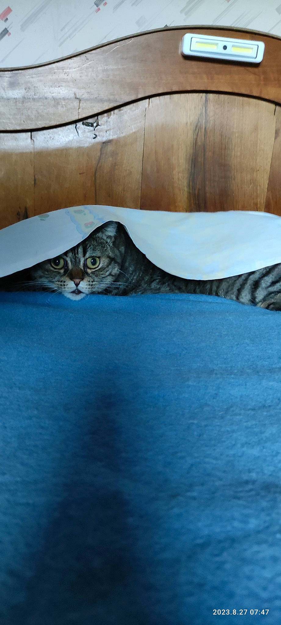 Gribouille participe au concours pour gagner de l'argent avec cette photo : carnivore, cat, ceiling, comfort, couch, domestic_short_haired_cat, felidae, flooring, fur, grey, hardwood, linens, pattern, room, small_to_medium_sized_cats, tail, terrestrial_animal, whiskers, window, wood