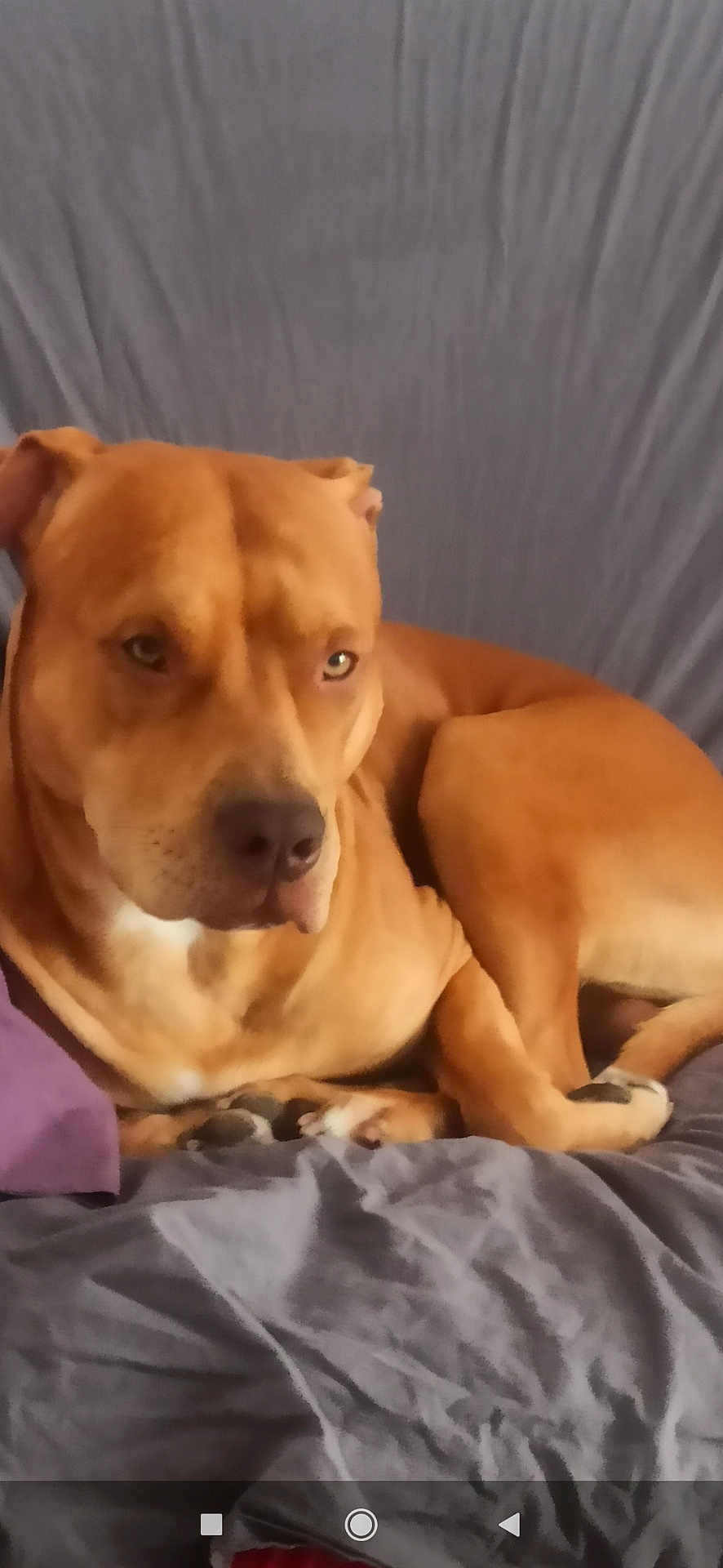 Rambo participe au concours pour gagner de l'argent avec cette photo : dog, brown_dog, pet, lying_down, blanket, pillow, indoor, relaxed, canine, animal, fur, resting, bed, comfort, close_up, domestic_animal, mammal, cute, calm, side_view