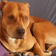 Rambo participe au concours pour gagner de l'argent avec cette photo : dog, brown_dog, pet, lying_down, bed, gray_bedspread, indoor, canine, resting, fur, animal, domestic_animal, relaxed, mammal, portrait, paw, ear, snout, companion, household