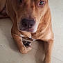 animal, bed, brown_dog, calm, canine, close_up, dog, domestic_animal, ears, floor, indoor, looking_at_camera, lying_down, mammal, paw, pet, portrait, relaxed, sheet, snout