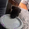 dog, puppy, black_dog, pet, animal, sleepy, resting, head, chin, paper_plate, food, snack, indoors, living_room, couch, rug, hardwood_floor, door, home, portrait