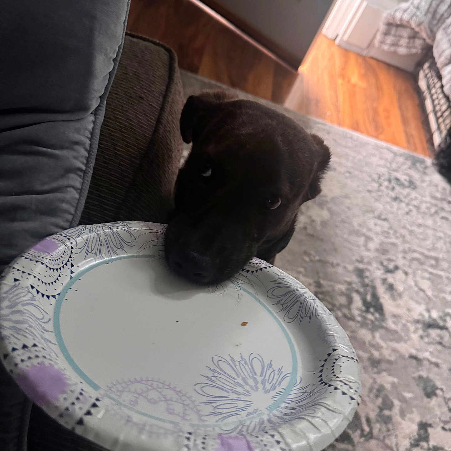 Cooper joined the competition — help win amazing prizes! dog, puppy, black_dog, pet, animal, sleepy, resting, head, chin, paper_plate, food, snack, indoors, living_room, couch, rug, hardwood_floor, door, home, portrait