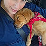 Rocky joined the competition — help win amazing prizes! puppy, dog, golden_retriever, sleeping, person, woman, car, car_interior, passenger_seat, lap, bandana, red_bandana, pet, companion, close_up, portrait, cuddling, relaxed, seatbelt, road_trip