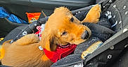 Rocky joined the competition — help win amazing prizes! dog, puppy, golden_retriever, golden_fur, pet_carrier, car, vehicle_interior, road_trip, seated, lying_down, red_bandana, harness, paw_prints, blanket, soft_fur, black_interior, travel, cute, animal_portrait, companion_animal