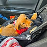 dog, puppy, golden_retriever, golden_fur, pet_carrier, car, vehicle_interior, road_trip, seated, lying_down, red_bandana, harness, paw_prints, blanket, soft_fur, black_interior, travel, cute, animal_portrait, companion_animal