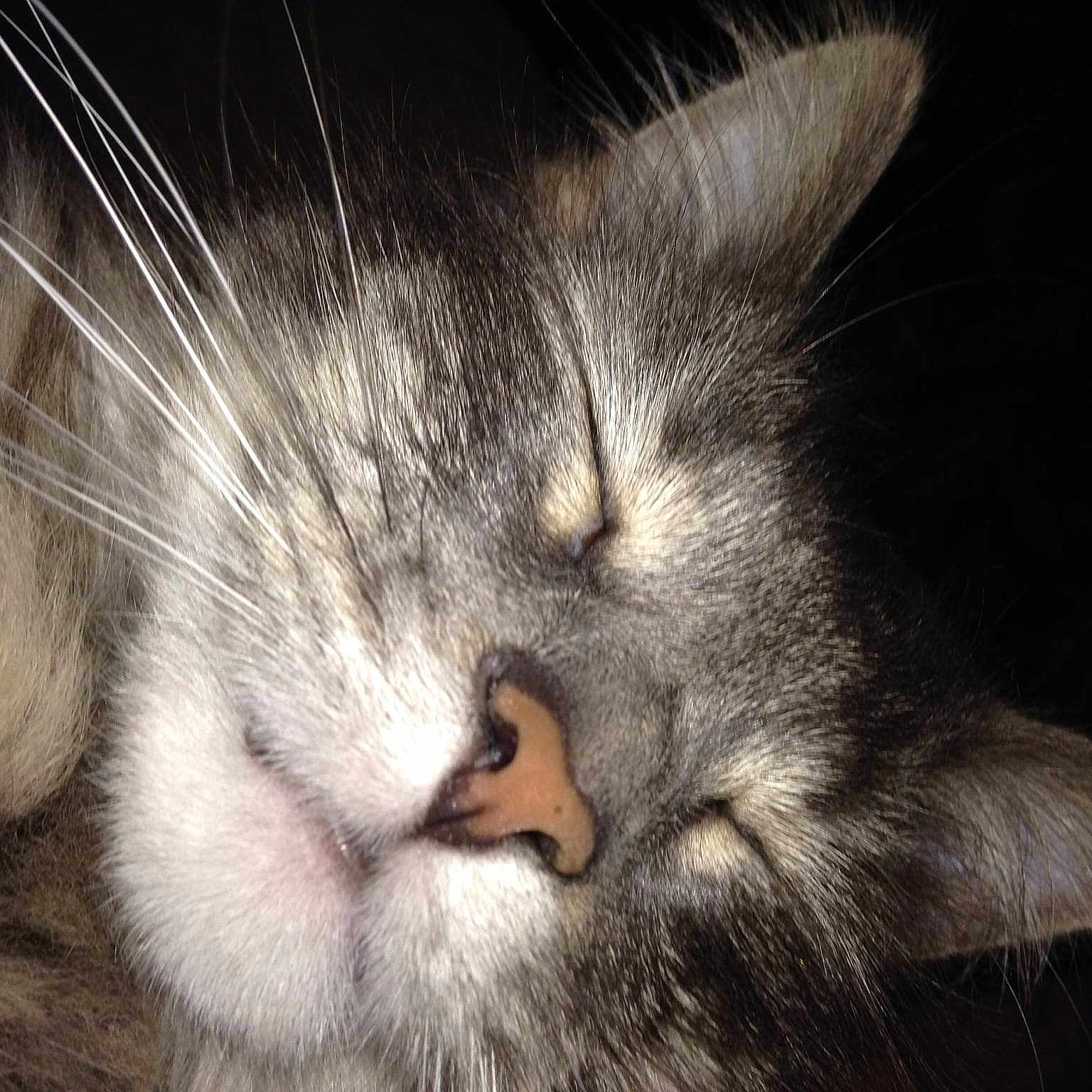 Timbit joined the competition — help win amazing prizes!