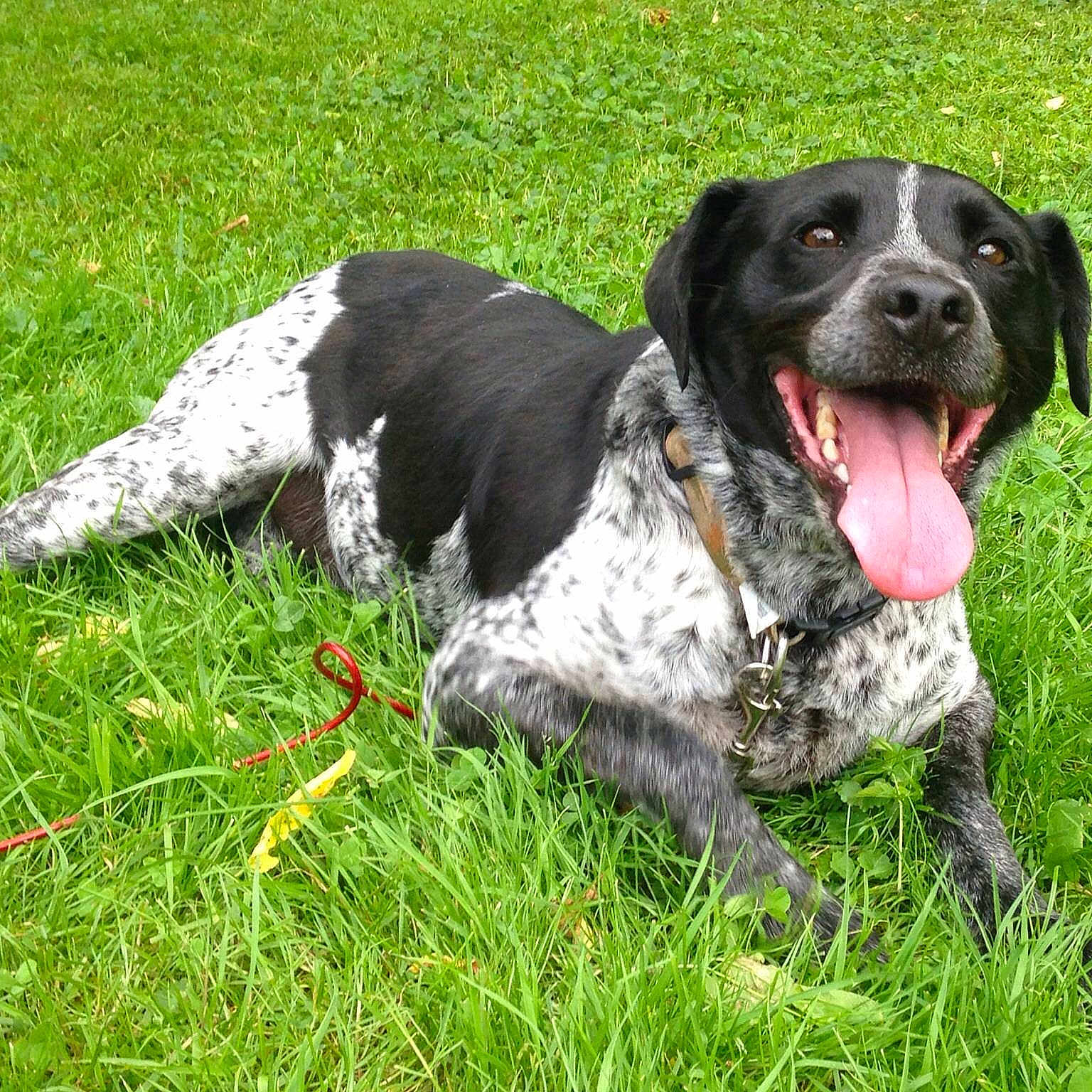 Cooper