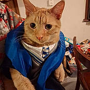 Pumpkin joined the competition — help win amazing prizes! cat, orange_cat, tabby, pet, costume, cape, tie, whiskers, ears, paws, close_up, indoor, portrait, blanket, chair, table, hand, fur, domestic, cute