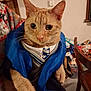 cat, orange_cat, tabby, pet, costume, cape, tie, whiskers, ears, paws, close_up, indoor, portrait, blanket, chair, table, hand, fur, domestic, cute