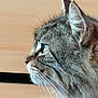 cat, tabby, close_up, side_profile, green_eyes, whiskers, fur, pet, animal, indoor, wood_background, attention, ears, muzzle, domestic_cat, feline, portrait, looking, face, cute