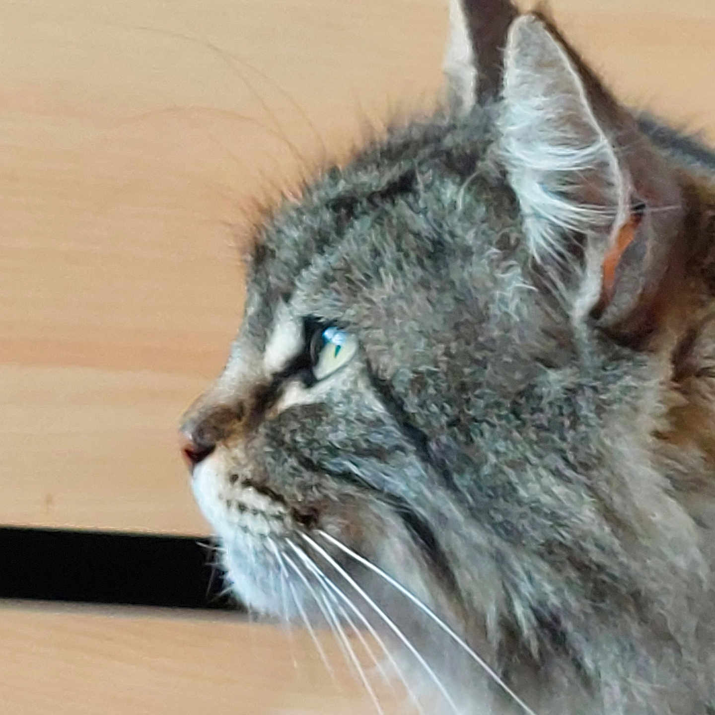 Isis a rejoint le concours — aidez-le/la à gagner de superbes lots ! animal, attention, cat, close_up, cute, domestic_cat, ears, face, feline, fur, green_eyes, indoor, looking, muzzle, pet, portrait, side_profile, tabby, whiskers, wood_background