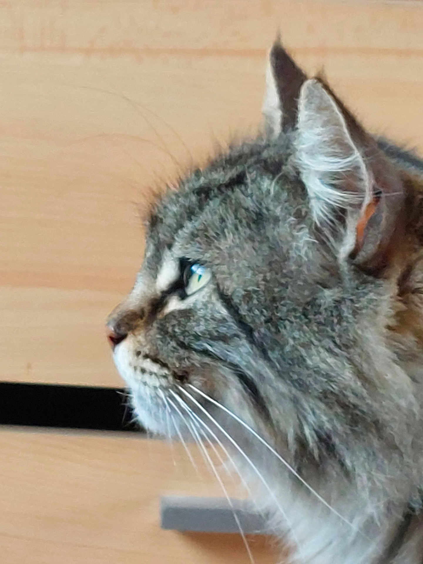 Isis a rejoint le concours — aidez-le/la à gagner de superbes lots ! cat, tabby, close_up, side_profile, green_eyes, whiskers, fur, pet, animal, indoor, wood_background, attention, ears, muzzle, domestic_cat, feline, portrait, looking, face, cute