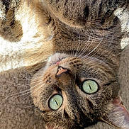 Piper is registered to the contest to win money with this photo: cat, tabby, pet, animal, feline, green_eyes, whiskers, pink_tongue, close_up, sunlight, carpet, fur, cute, relaxed, lying_down, indoor, domestic_animal, sleepy, playful, adorable