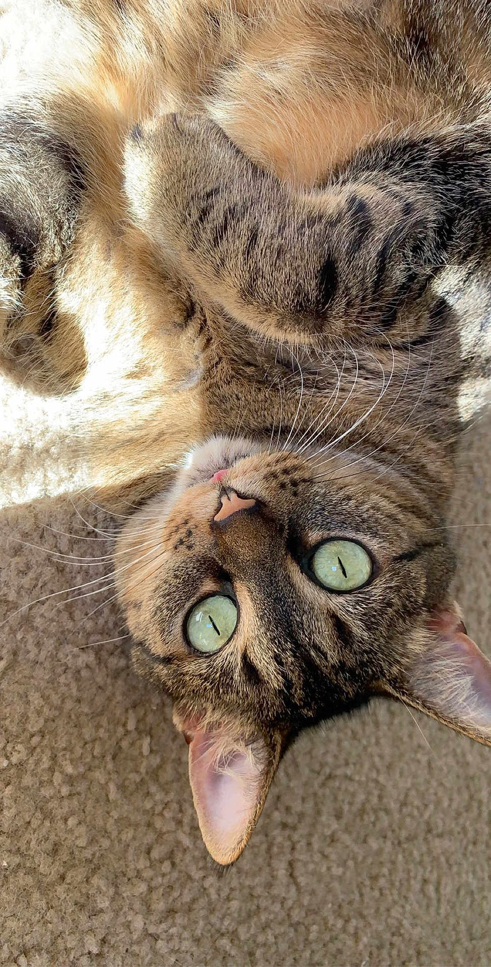 Piper is registered to the contest to win money with this photo: cat, tabby, pet, animal, feline, green_eyes, whiskers, pink_tongue, close_up, sunlight, carpet, fur, cute, relaxed, lying_down, indoor, domestic_animal, sleepy, playful, adorable