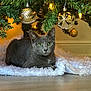 cat, gray_cat, christmas_tree, ornaments, gold_ornaments, lights, tree_skirt, floor, indoor, holiday, festive, cozy, pet, animal, fur, whiskers, green_eyes, relaxing, decorations, home
