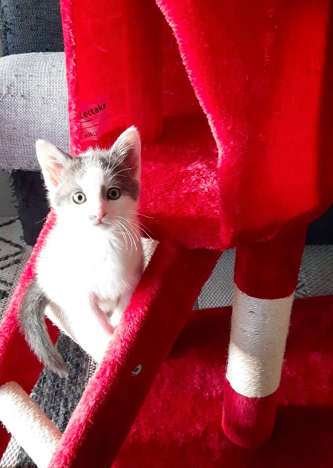 Skaya participe au concours pour gagner de l'argent avec cette photo : carmine, carnivore, cat, chair, domestic_short_haired_cat, event, fawn, felidae, fur, human_leg, linens, magenta, pattern, red, sleeve, small_to_medium_sized_cats, sportswear, tail, textile, whiskers