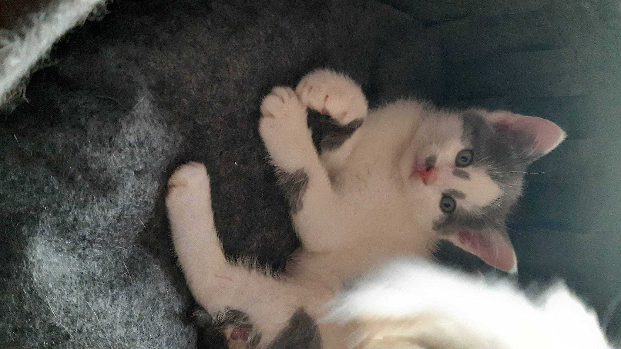 Skaya a rejoint le concours — aidez-le/la à gagner de superbes lots ! carnivore, cat, claw, comfort, domestic_short_haired_cat, fawn, felidae, fur, mammal, paw, small_to_medium_sized_cats, snout, tail, vertebrate, whiskers