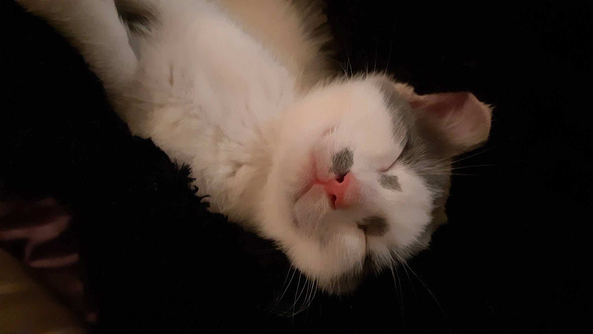 Skaya a rejoint le concours — aidez-le/la à gagner de superbes lots ! carnivore, cat, claw, domestic_short_haired_cat, felidae, fur, paw, small_to_medium_sized_cats, snout, tail, whiskers