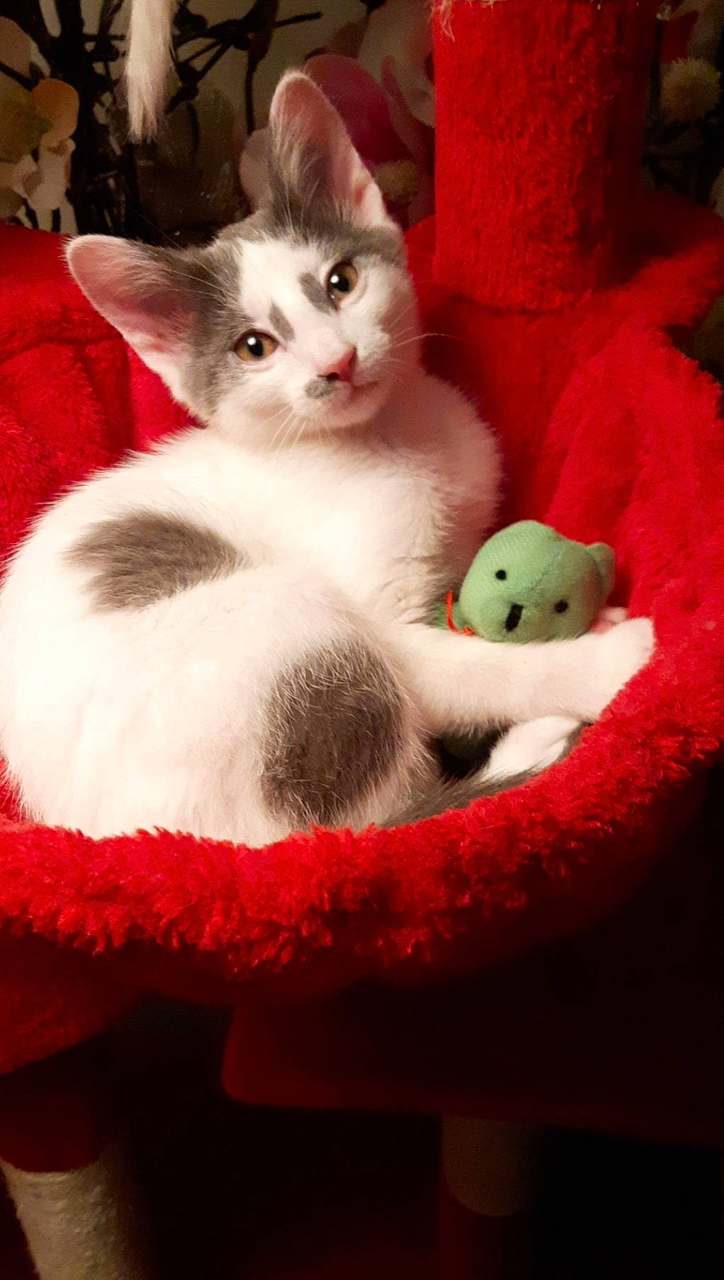 Skaya participe au concours pour gagner de l'argent avec cette photo : art, carmine, carnivore, cat, cat_bed, cat_furniture, cat_supply, claw, comfort, domestic_short_haired_cat, fawn, felidae, fur, magenta, nap, paw, pet_supply, small_to_medium_sized_cats, tail, whiskers