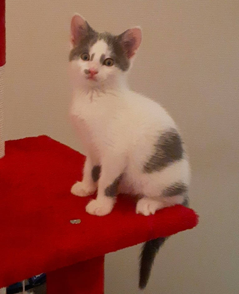 Skaya participe au concours pour gagner de l'argent avec cette photo : carnivore, cat, claw, domestic_short_haired_cat, eye, fawn, felidae, fur, paw, pet_supply, photo_caption, sitting, small_to_medium_sized_cats, snout, table, tail, whiskers, wood