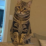 Milo joined the competition — help win amazing prizes! cat, tabby, feline, pet, indoor, couch, furniture, living_room, curious, sitting, whiskers, ears, eyes, striped, domestic_animal, mammal, cozy, home, household, cute