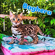 Baghera a rejoint le concours — aidez-le/la à gagner de superbes lots ! kitten, cat, spotted, animal, pet, cushion, outdoor, greenery, fence, young, fur, whiskers, alert, cute, mammal, nature, leaf, plant, resting, colorful
