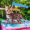 kitten, cat, spotted, animal, pet, cushion, outdoor, greenery, fence, young, fur, whiskers, alert, cute, mammal, nature, leaf, plant, resting, colorful