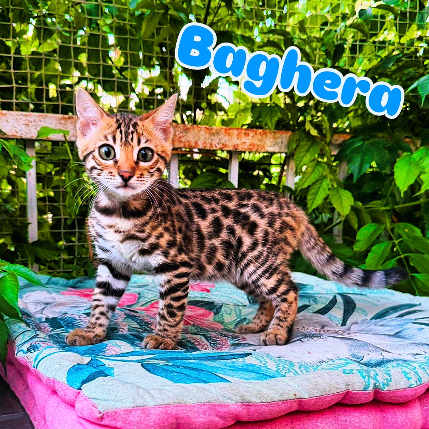 Baghera