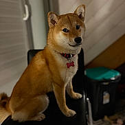 Alya a rejoint le concours — aidez-le/la à gagner de superbes lots ! animal, background, black_chair, canine, chair, collar, cozy, dog, domestic, floor, fur, furniture, home, indoor, looking_away, pet, red_collar, shiba_inu, sitting, tag
