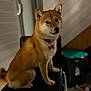 animal, background, black_chair, canine, chair, collar, cozy, dog, domestic, floor, fur, furniture, home, indoor, looking_away, pet, red_collar, shiba_inu, sitting, tag