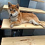 animal, barefoot, collar, companion, cute, dog, ear, face, foot, fur, home, house, indoor, paw, pet, relaxed, shiba_inu, stairs, wood, wooden_stairs