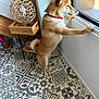 Alya a rejoint le concours — aidez-le/la à gagner de superbes lots ! animal, canine, curious, decor, dog, floor_tiles, furniture, hind_legs, home, indoor, lamp, light, looking_out, patterned_floor, pet, red_collar, shiba_inu, standing, window, wooden_stand