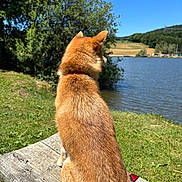 Alya participe au concours pour gagner de l'argent avec cette photo : animal, bench, collar, dog, fur, grass, hills, lake, landscape, nature, outdoor, peaceful, pet, red_brown, sitting, sky, sunny, tree, water, wood