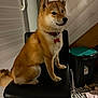Alya participe au concours pour gagner de l'argent avec cette photo : animal, canine, chair, collar, dog, domestic_animal, ears, floor, fur, furniture, household, indoor, looking, patterned_floor, pet, shiba_inu, sitting, tail, trash_bin, wall