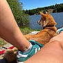 Alya a rejoint le concours — aidez-le/la à gagner de superbes lots ! animal, canine, collar, dog, grass, lake, legs, leisure, nature, outdoor, person, relaxation, scenic, shoe, sky, summer, sunny, trees, water, wooden_dock