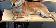 Alya participe au concours pour gagner de l'argent avec cette photo : animal, brown_fur, canine, collar, dog, domestic_animal, foot, fur, furniture, house, indoor, paw, pet, quiet, relaxed, resting, shiba_inu, side_view, step, wooden_stairs