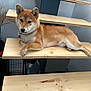 animal, brown_fur, canine, collar, dog, domestic_animal, foot, fur, furniture, house, indoor, paw, pet, quiet, relaxed, resting, shiba_inu, side_view, step, wooden_stairs