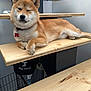 animal, canine, collar, cozy, cute, dog, domestic, foot, fur, furniture, indoor, paw, pet, relaxed, resting, shiba_inu, smiling, wall, winking, wooden_stairs