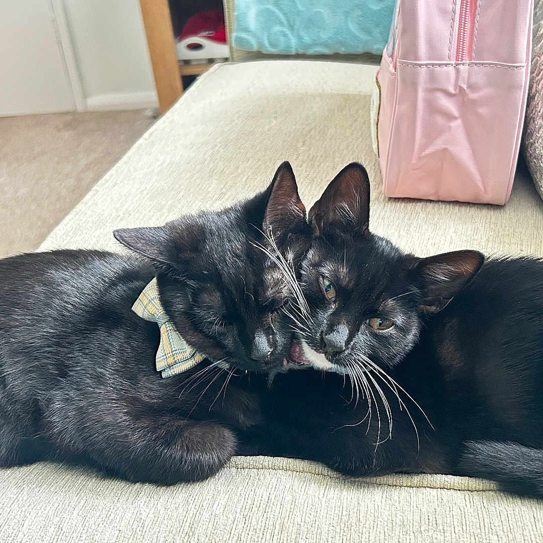 Bruno And Betsy is registered to the contest to win money with this photo: animal, black_cat, bow_tie, cats, close_up, couch, cozy, cute, domestic_cat, ears, feline, fur, indoor, pet, resting, snuggling, soft_texture, tail, two_animals, whiskers