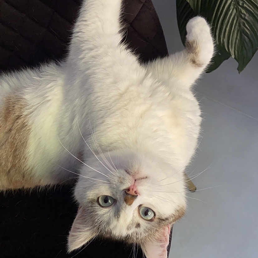 Cacou