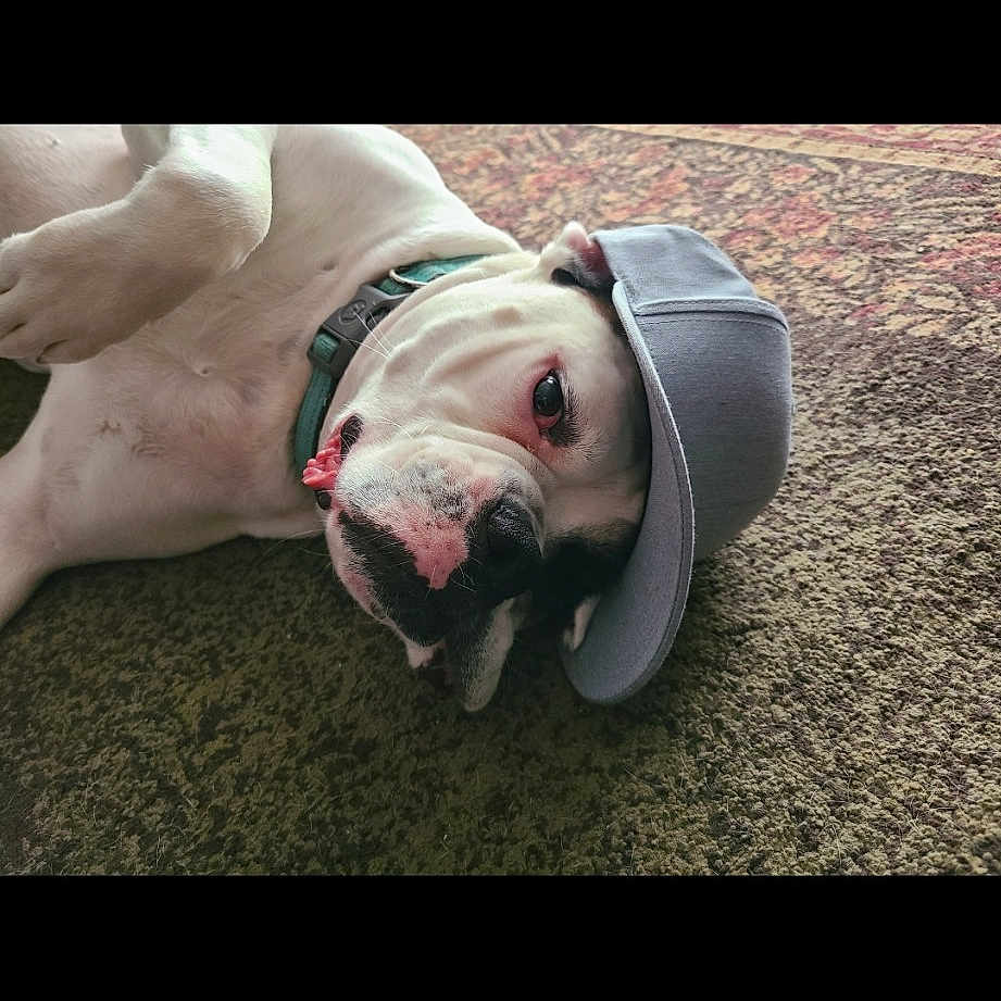 Diesel joined the competition — help win amazing prizes! american_bulldog, american_pit_bull_terrier, bulldog, canidae, carnivore, companion_dog, dog, dog_breed, ear, fawn, non_sporting_group, nose, olde_english_bulldogge, pit_bull, snout, sporting_group